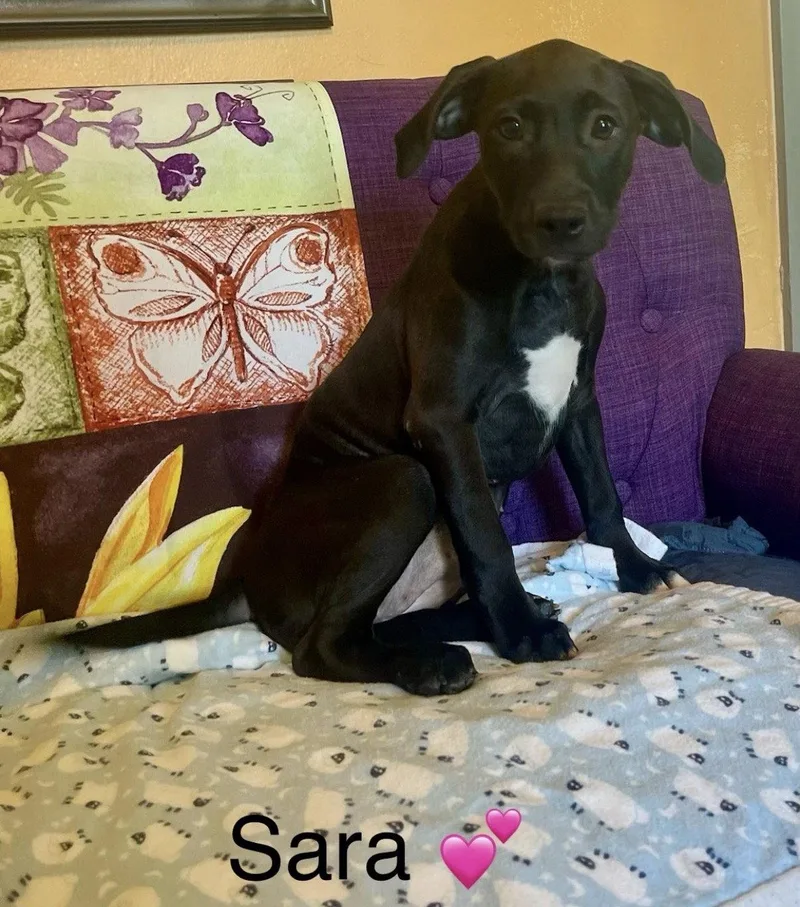 A baby large-sized female Labrador Retriever dog named Sara Lonestar for adoption in Rockaway, NJ