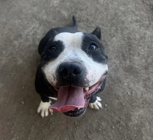 An adult small-sized female Cane Corso dog named Chickie for adoption in Riverside, CA