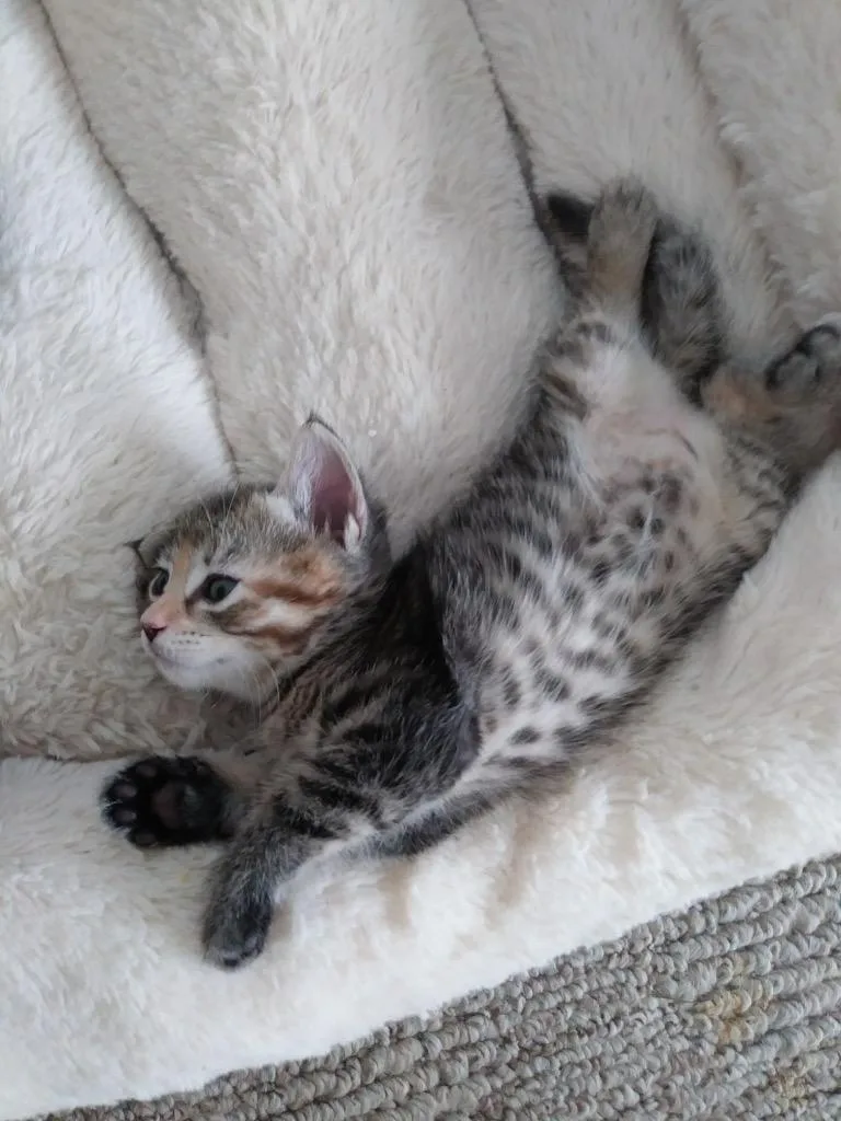 A baby medium-sized female Gray & White Domestic Short Hair cat named Pudding for adoption in Heathsville, VA