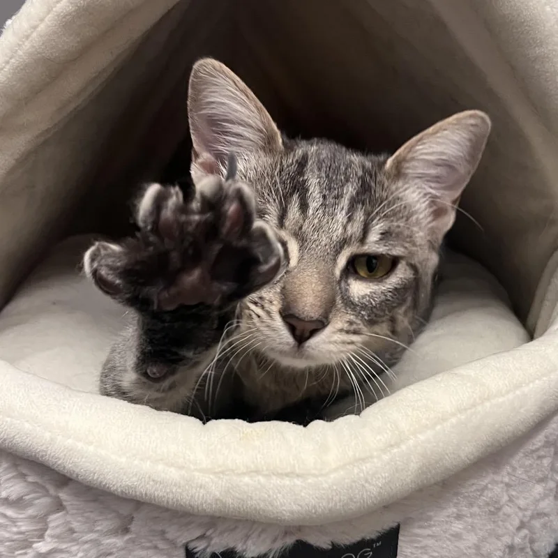 A young medium-sized female Gray / Blue / Silver Domestic Short Hair cat named Dabula City of Industry for adoption in Chino Hills, CA