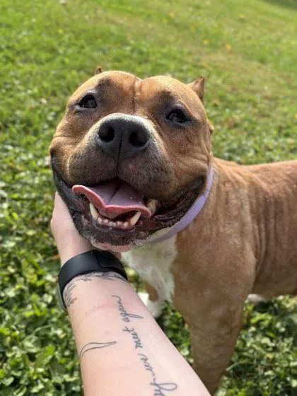 An adult large-sized female American Bully dog named Nova for adoption in Jefferson, WI