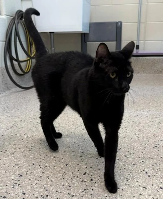 An adult medium-sized male Domestic Short Hair cat named Pumba for adoption in Brighton, CO