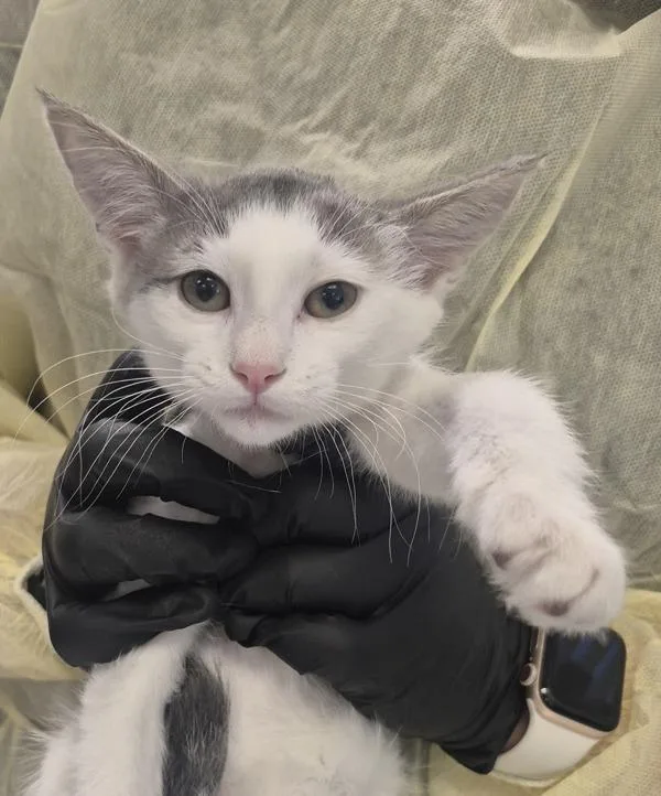 A baby medium-sized female Domestic Short Hair cat named Mekka for adoption in Napa, CA