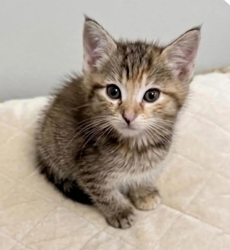 A baby small-sized female Domestic Short Hair cat named Neon for adoption in Ewing, NJ
