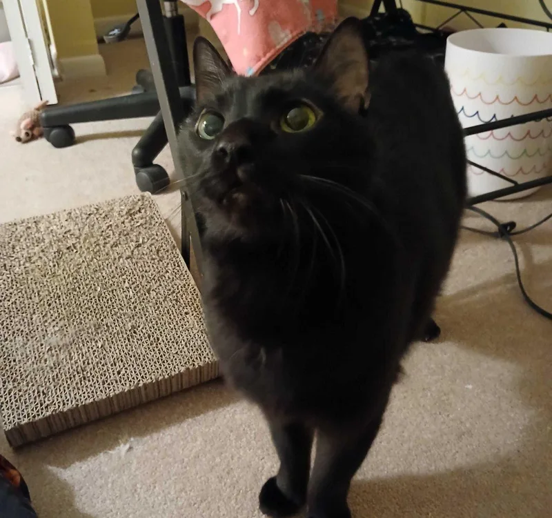 A senior medium-sized male Black Domestic Short Hair cat named Norbert for adoption in Raleigh, NC