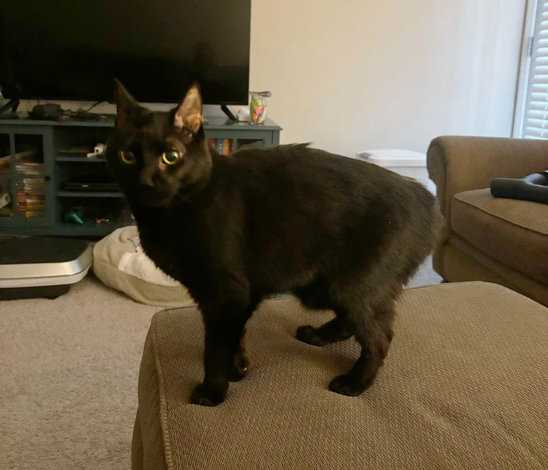 Norbert thumbnail 3