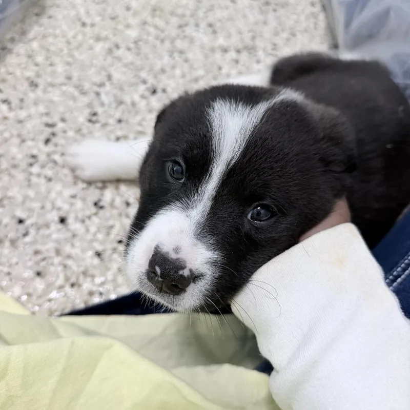 A baby medium-sized female Black Mixed Breed dog named Brin for adoption in LOXAHATCHEE, FL