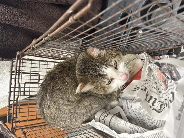 An adult medium-sized male Domestic Short Hair cat named Lewis for adoption in Chatsworth, CA