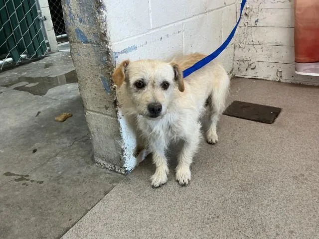 An adult small-sized male Terrier dog named Bradley for adoption in San Bernardino, CA