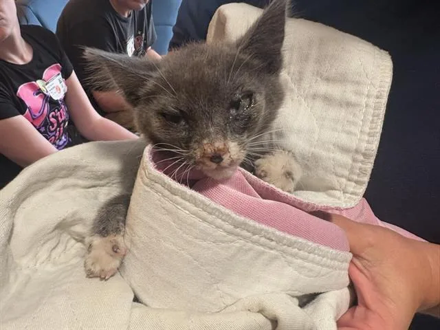 A baby small-sized female Domestic Short Hair cat named Claudia for adoption in Tustin, CA