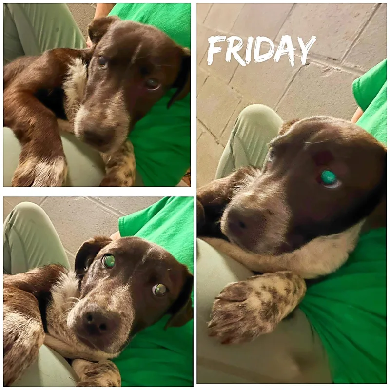 A young medium-sized female Black Wirehaired Terrier dog named Friday for adoption in Saint James, MO