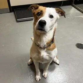 An adult medium-sized female White / Cream Mixed Breed dog named Kiya for adoption in Bellingham, WA