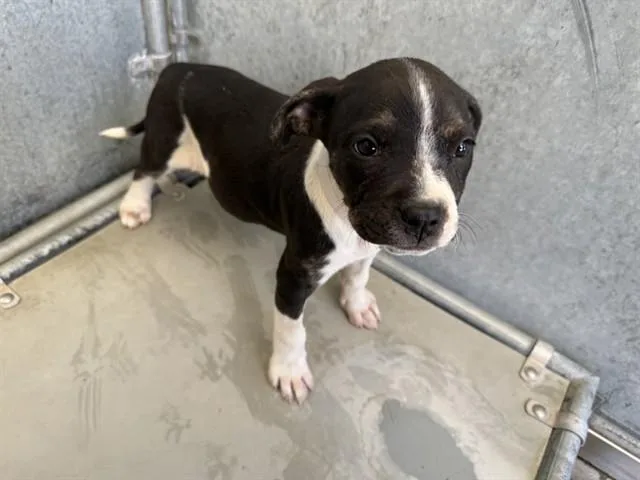 A baby small-sized female Pit Bull Terrier dog named Glory for adoption in Lancaster, CA