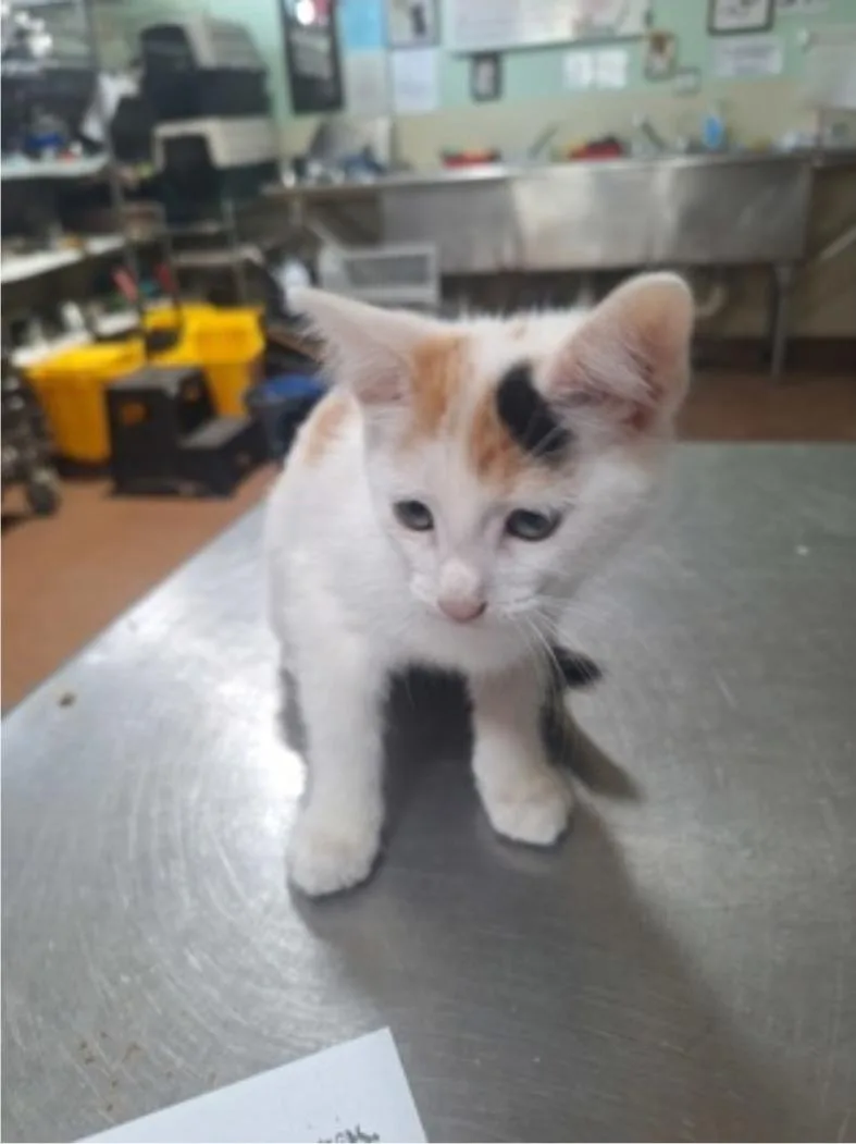 A baby medium-sized female Calico Domestic Short Hair cat named Tulip for adoption in Winfield, KS