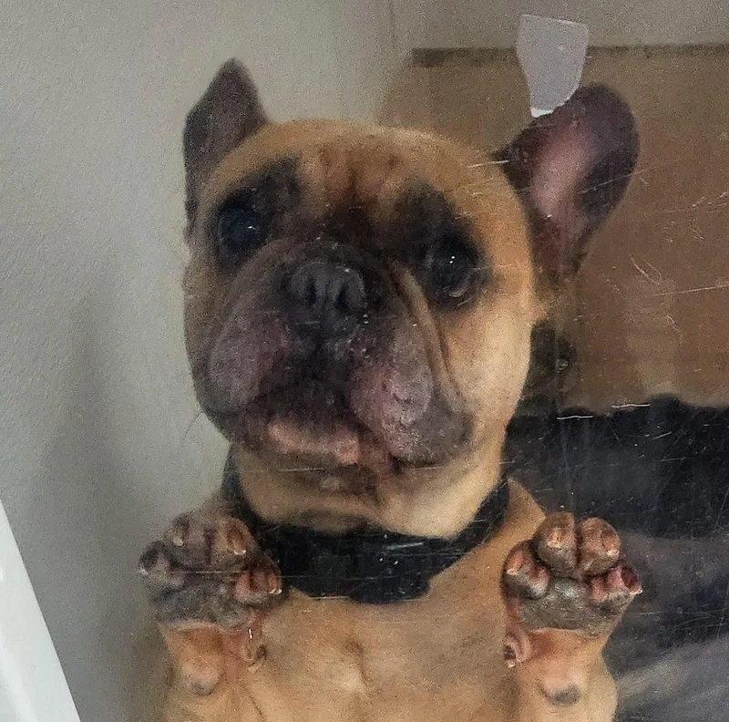 An adult medium-sized female French Bulldog dog named Franny for adoption in Oakland Park, FL