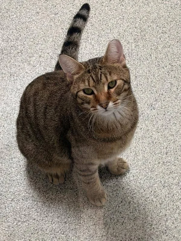 An adult medium-sized male Tabby (Brown / Chocolate) Domestic Short Hair cat named Oliver for adoption in Charlestown, RI