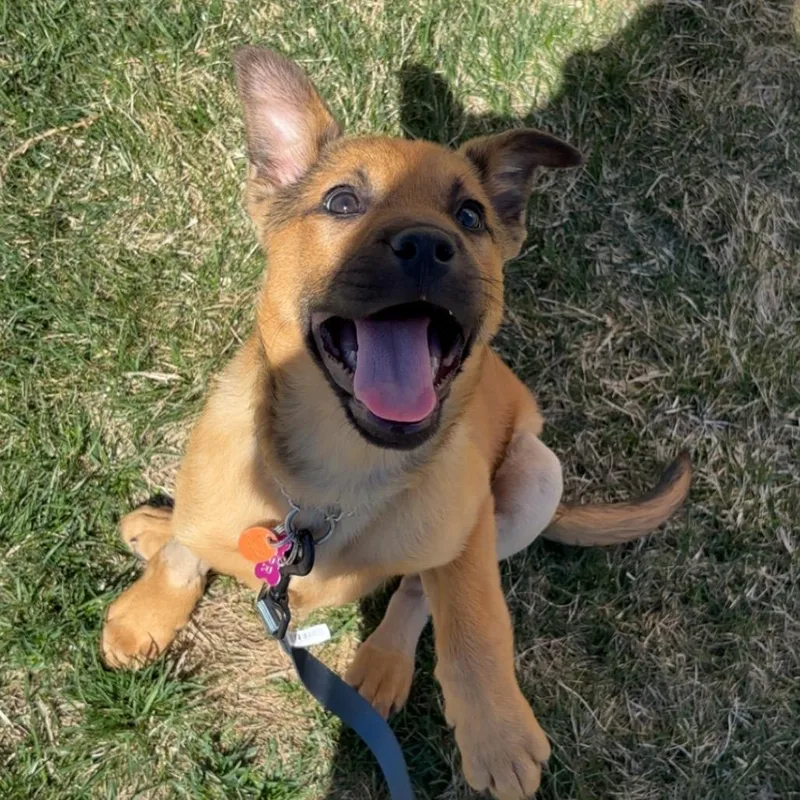 A baby small-sized female Yellow / Tan / Blond / Fawn Mixed Breed dog named Skye for adoption in Bismarck, ND