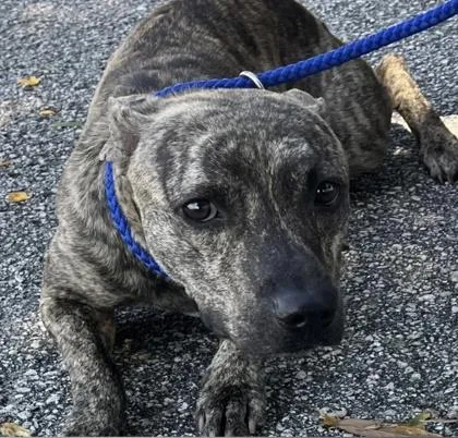 An adult medium-sized male Mixed Breed dog named Tucker for adoption in Daytona Beach, FL