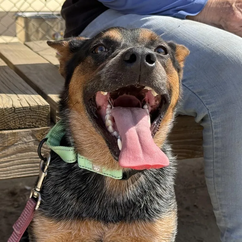 A young medium-sized male Black Cattle Dog dog named Reed for adoption in Fresno, CA