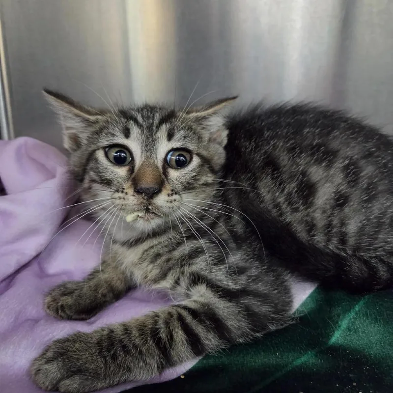 A baby small-sized male Brown / Chocolate Domestic Short Hair cat named Barley for adoption in Windsor, VA