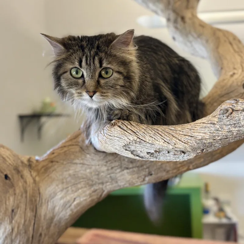 An adult medium-sized female Domestic Long Hair cat named Hootie for adoption in Glenwood Springs, CO