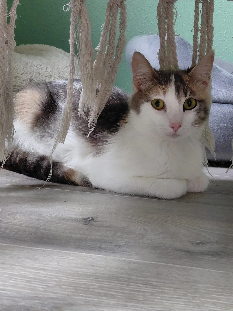 An adult medium-sized female Domestic Short Hair cat named Porcini for adoption in Montello, WI