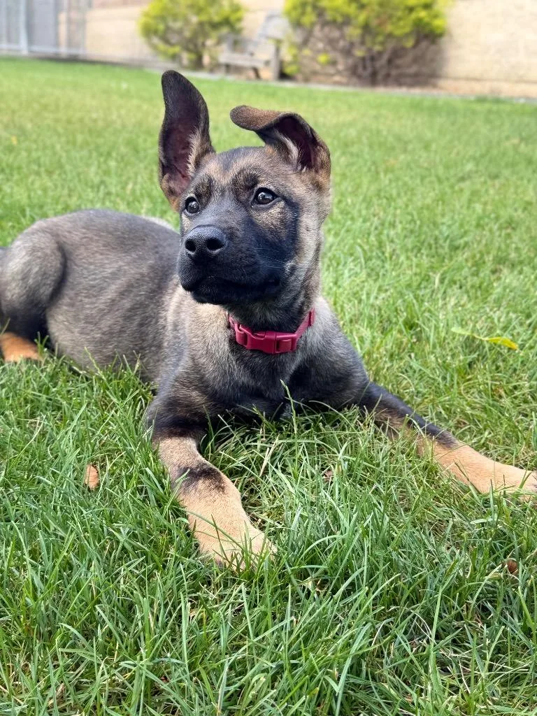 A baby small-sized male German Shepherd Dog dog named Neptune for adoption in Wintersville, OH
