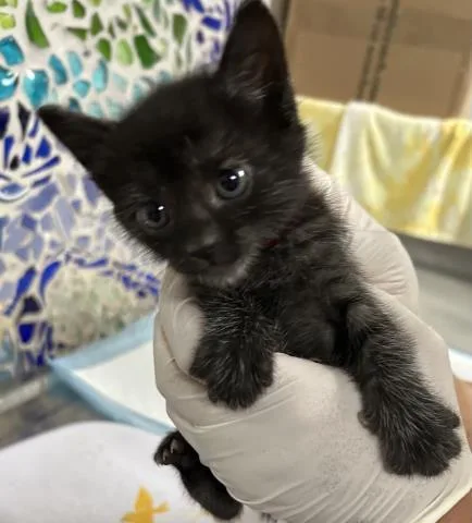 A baby small-sized female Domestic Short Hair cat named Victra for adoption in Pensacola, FL