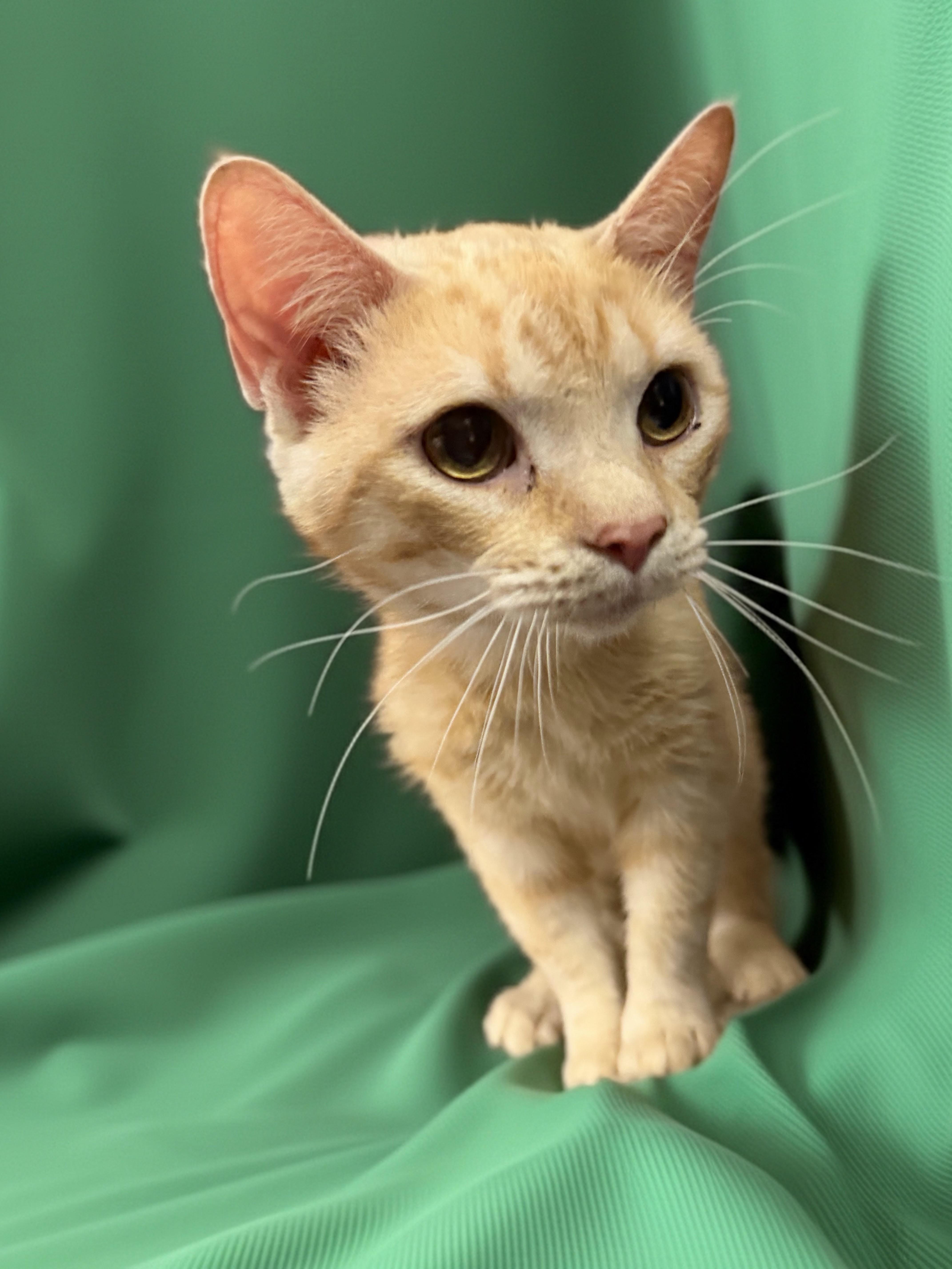 A baby medium-sized male Tabby (Orange / Red) Domestic Short Hair cat named Biscuit for adoption in Syosset, NY