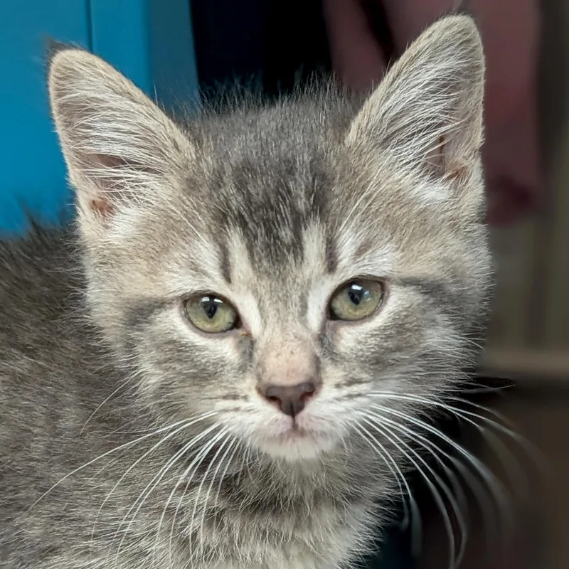 A baby medium-sized female Tabby (Gray / Blue / Silver) Domestic Short Hair cat named Bees Knees Reduced for adoption in Jefferson, WI