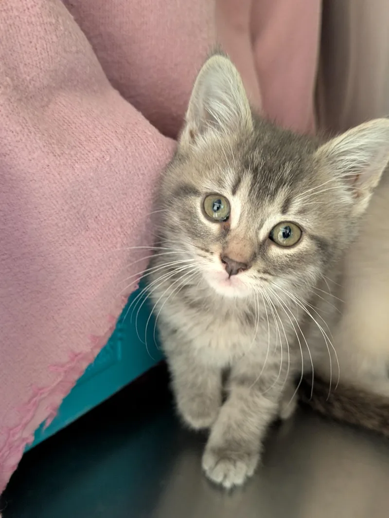Bees Knees  Reduced thumbnail 2