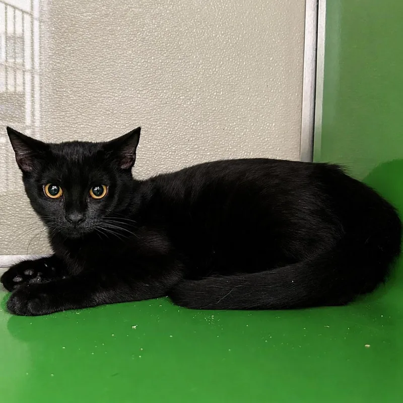 A baby small-sized female Black Domestic Short Hair cat named Cadence for adoption in Point Richmond, CA