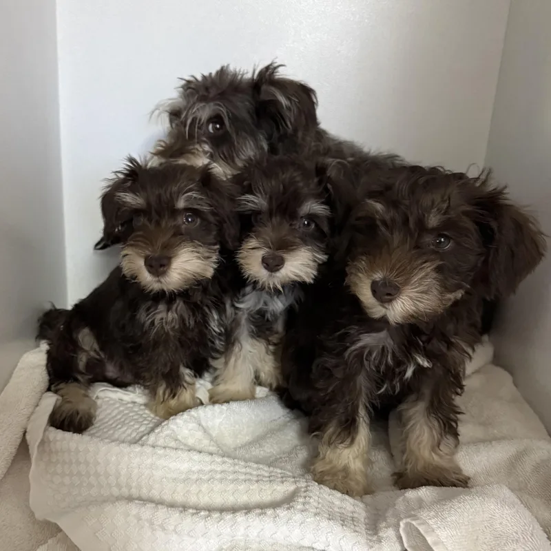 Sparkle Smash thumbnail 2