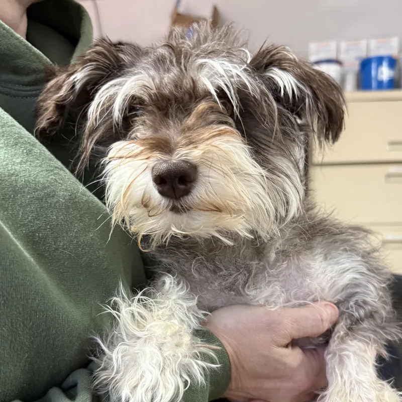 An adult small-sized female Brown / Chocolate Miniature Schnauzer dog named Sparkle Smash for adoption in Columbia, SC