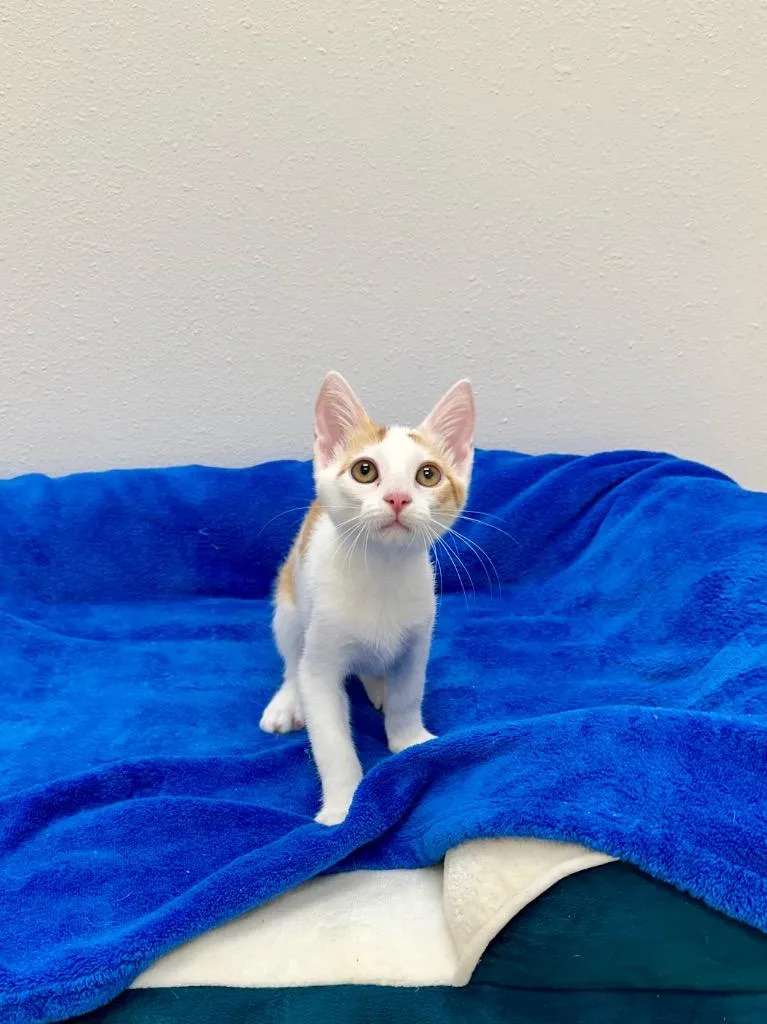 Squash @Petsmart Walker Rd