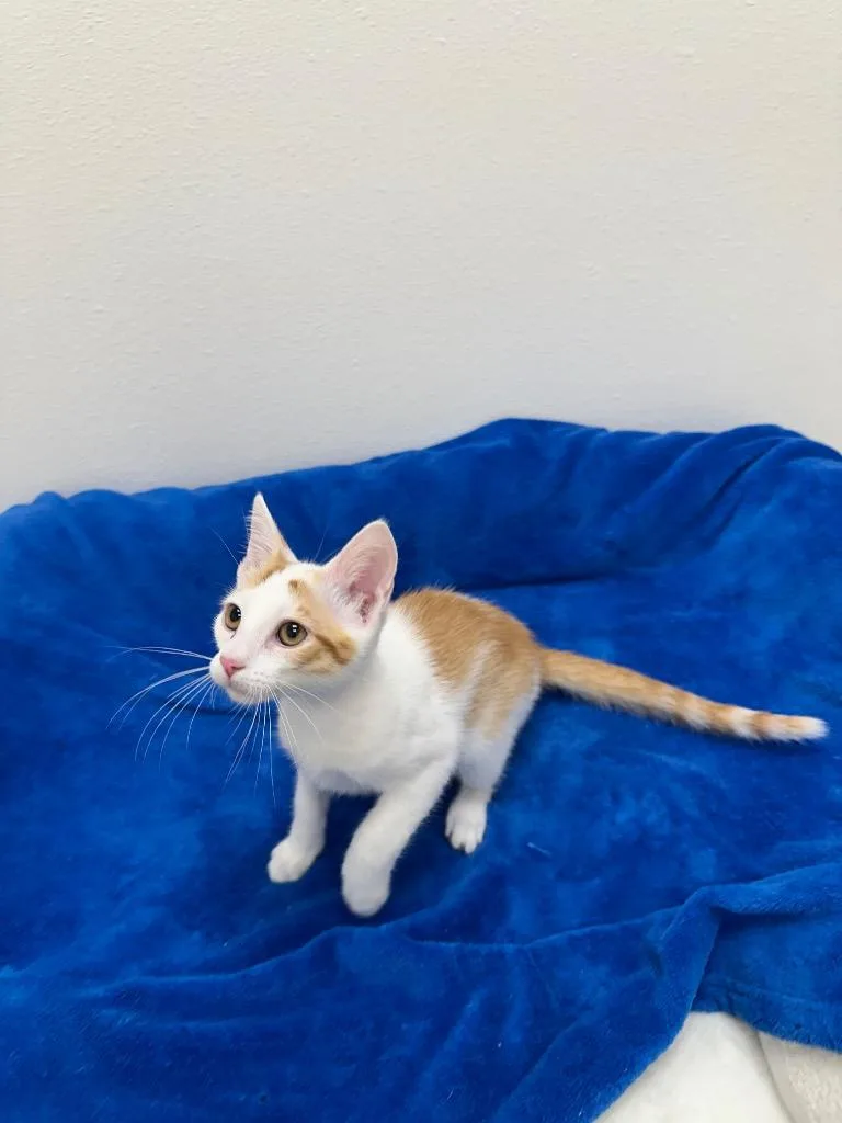 Squash @Petsmart Walker Rd thumbnail 2