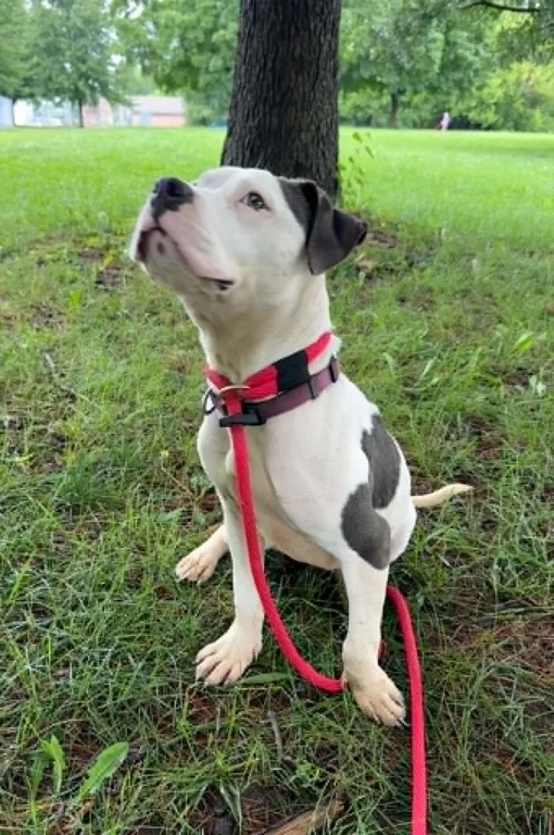 A young medium-sized female White / Cream Pit Bull Terrier dog named Gracie for adoption in Springfield, IL