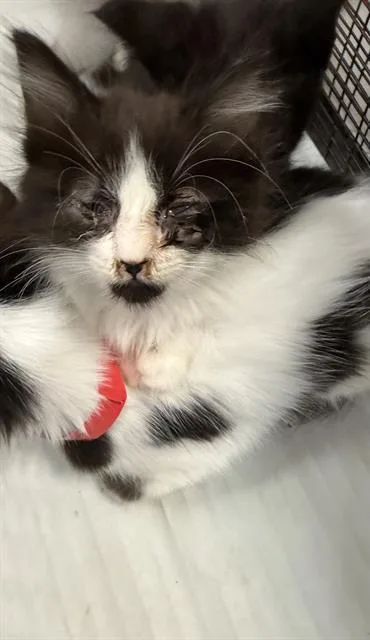 A baby small-sized female Domestic Short Hair cat named Butters for adoption in Miami, FL