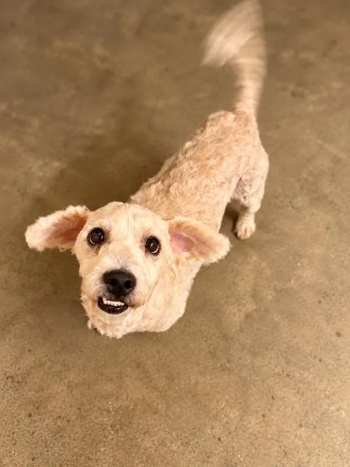 An adult small-sized male Apricot / Beige Miniature Poodle dog named Ruger for adoption in Chuckey, TN