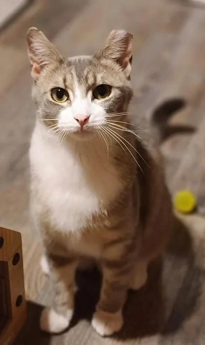 A young medium-sized female Domestic Short Hair cat named Cara for adoption in Verona, WI