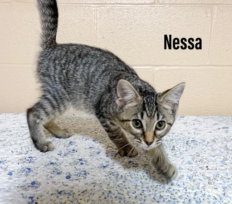A baby small-sized female Domestic Short Hair cat named Nessa for adoption in Clearfield, KY