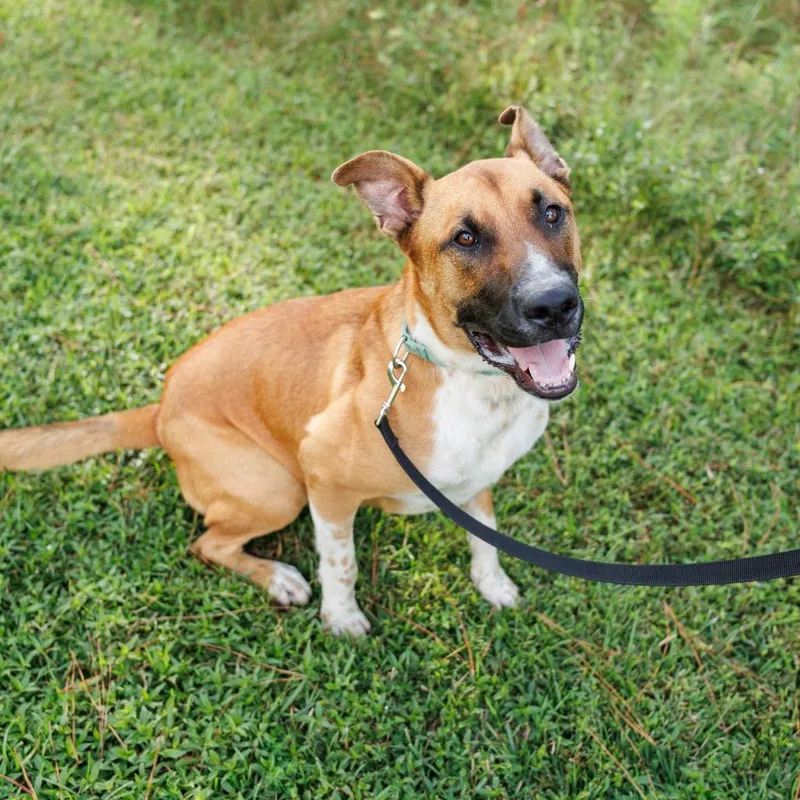 An adult large-sized male Shepherd dog named Bocelli for adoption in Valdosta , GA
