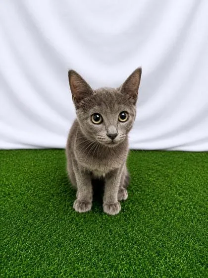 A baby small-sized female Gray / Blue / Silver Domestic Short Hair cat named Polyphemus for adoption in Covington, LA