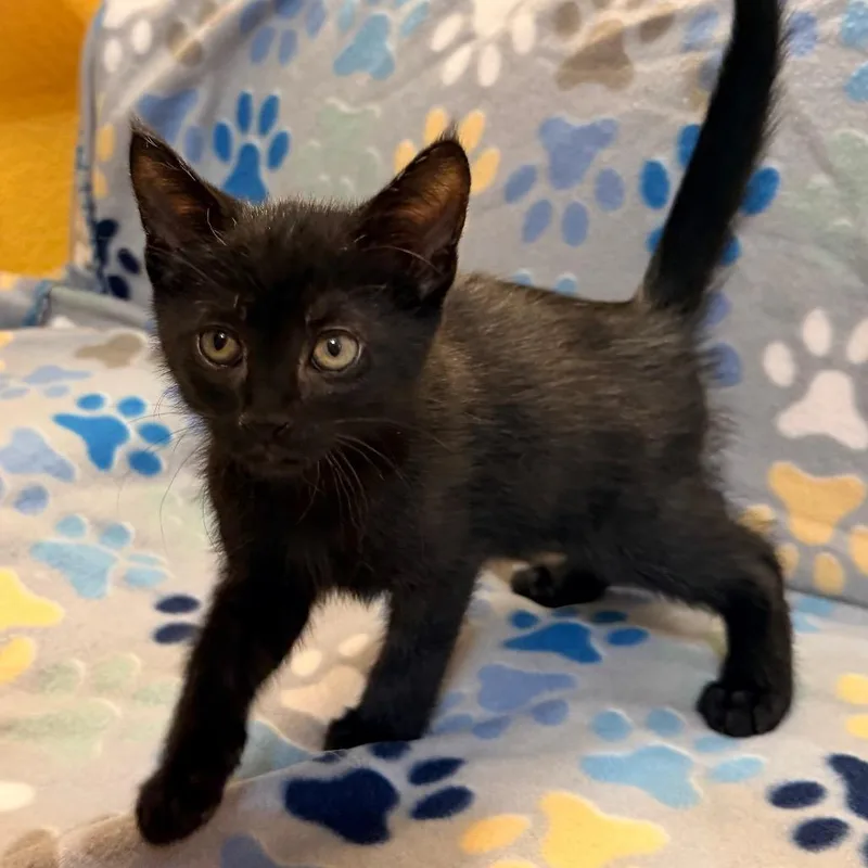 A baby small-sized male Black Domestic Medium Hair cat named Bixby for adoption in Flower Mound, TX
