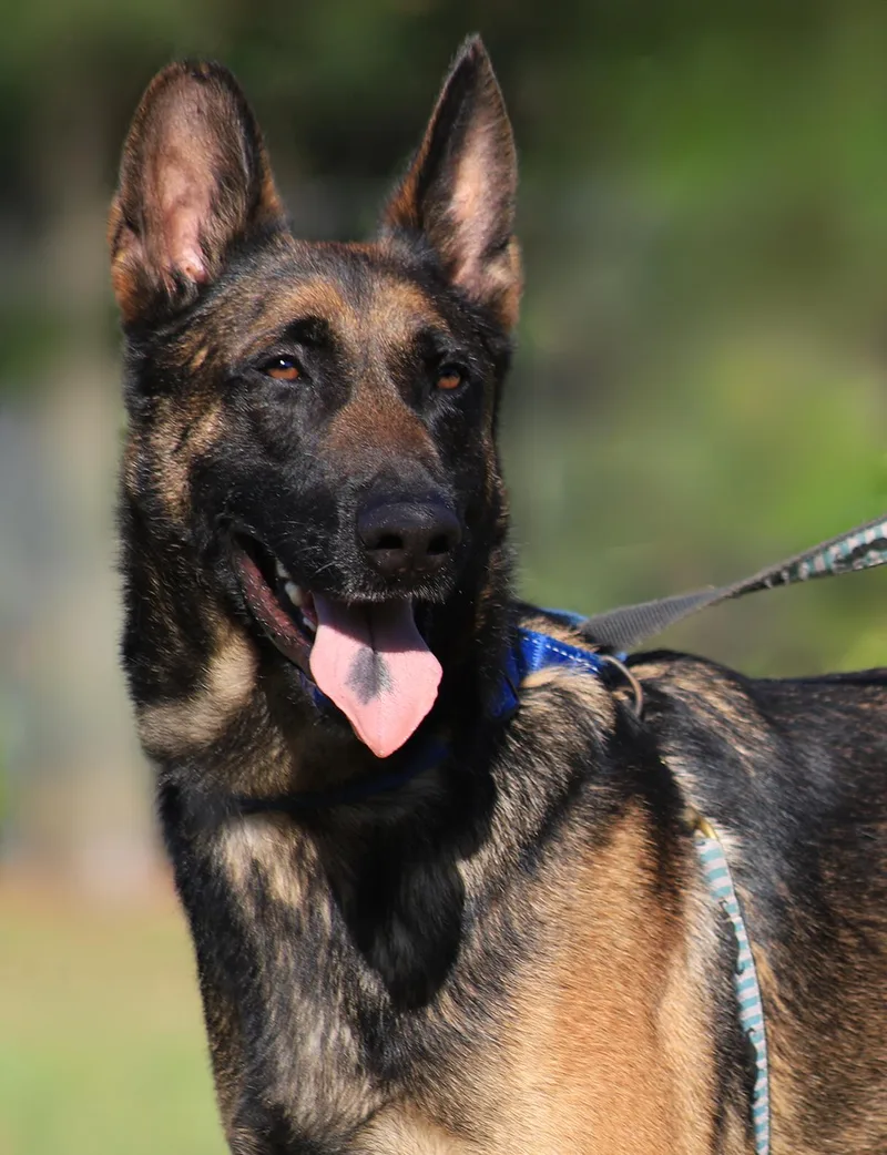A young large-sized male German Shepherd Dog dog named Rocky for adoption in North Fort Myers, FL