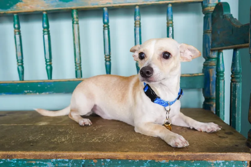 A young small-sized male White / Cream Chihuahua dog named Norman for adoption in San Antonio, TX