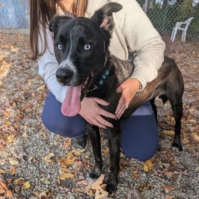 An adult medium-sized male Black Mixed Breed dog named Cash for adoption in West Olive, MI