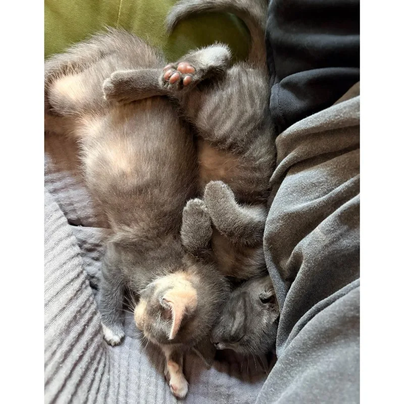 A baby small-sized male Gray / Blue / Silver Domestic Short Hair cat named Kumquat for adoption in Austin, TX