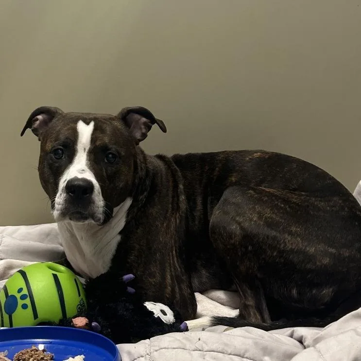 Parmesan thumbnail 2