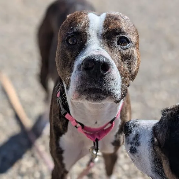 Parmesan thumbnail 3